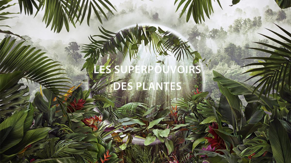 Des plantes aux multiples pouvoirs d’adaptation